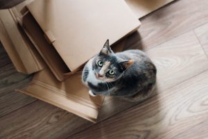 Pets,boxes, moving - tips for renting a home in Brooklyn