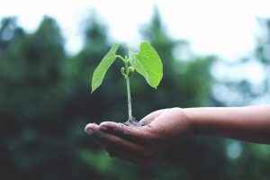 Right hand holding a small green plant.