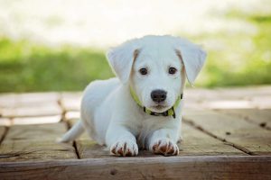 A puppy. Decide whether you will allow one when renting out your apartment in NYC.